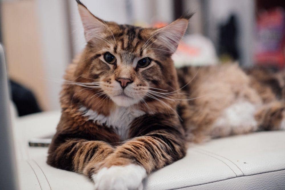 How Long Do Maine Coon Cats Live? (Average & Max Lifespan) | Hepper