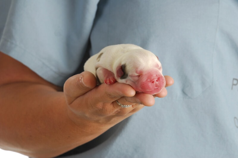 Newborn English Bulldog