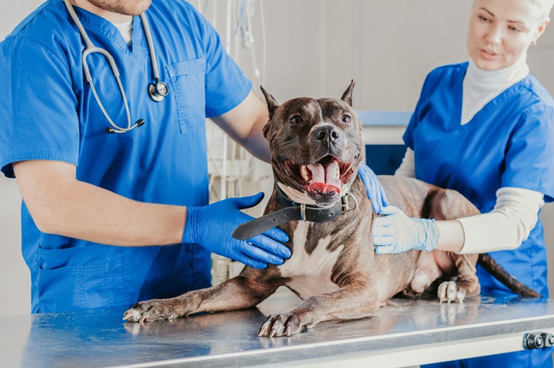 Pitbull Checked By Vet