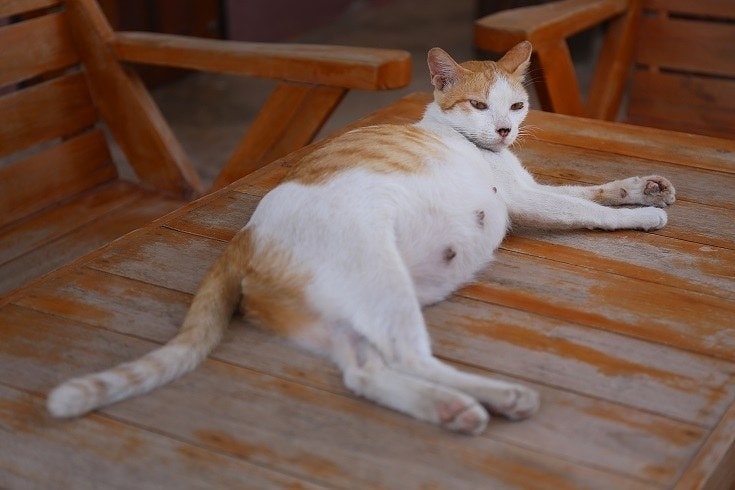 pregnant white cat