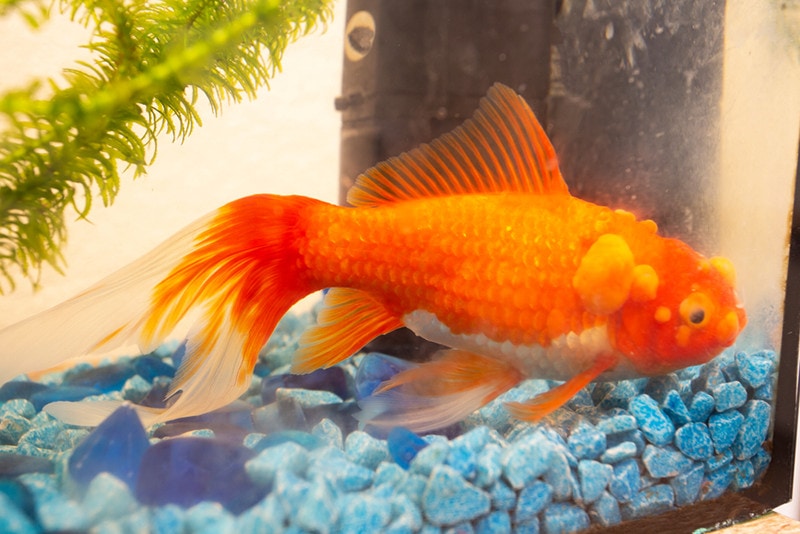 Causes of Bumps on Goldfish: Identifying Worrisome Bumps - Fish Vet