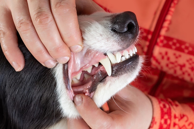 Vet Checking Dog Mouth