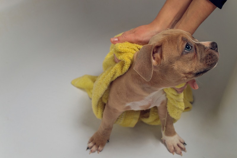 Washing Pitbull