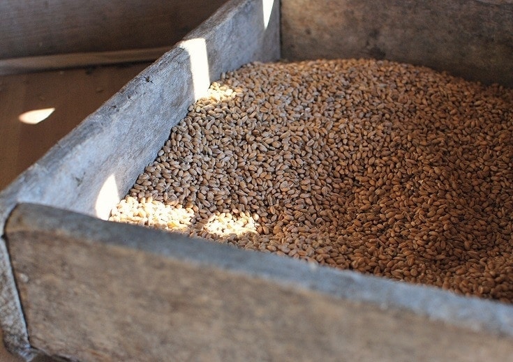 whole wheat