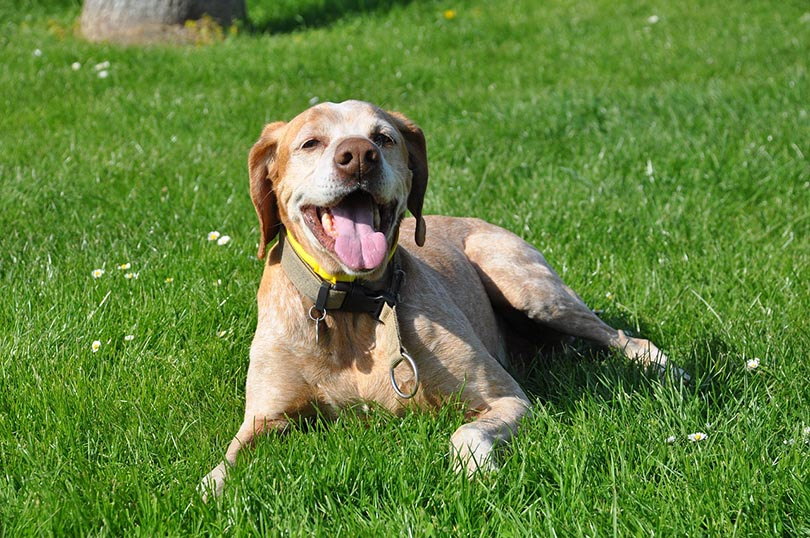 a happy dog lying on grass