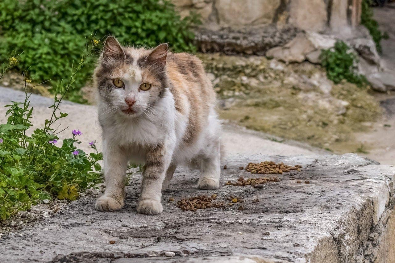 a stray cat