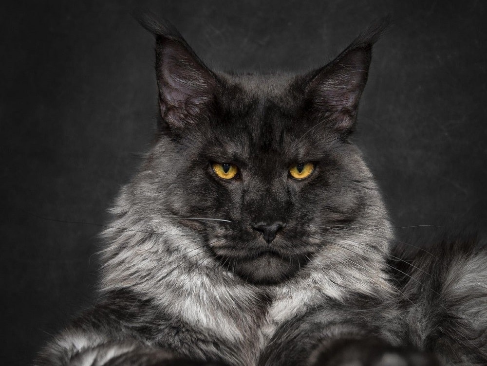 Black Maine Coon Cat: Personality, Color & Facts (with Images) | Hepper