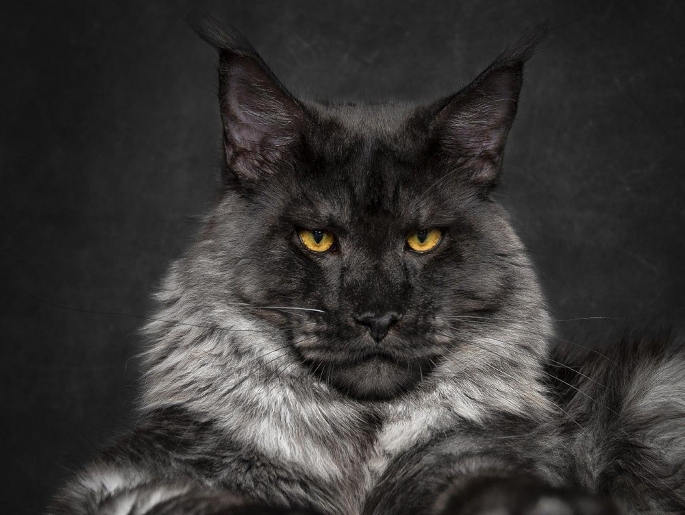 cliënt Beperking Onbekwaamheid Black Maine Coon Cat: Personality, Pictures, Color & Facts | Hepper