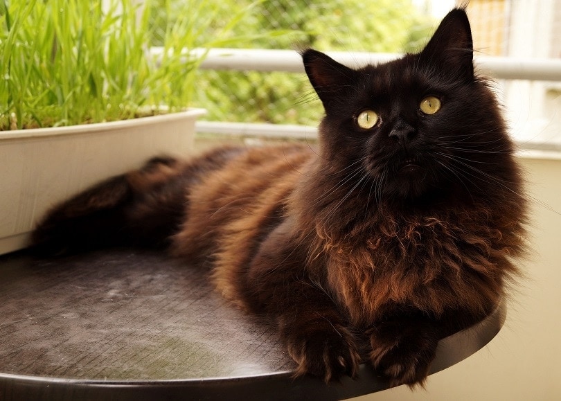 black-smoke-maine-coon_