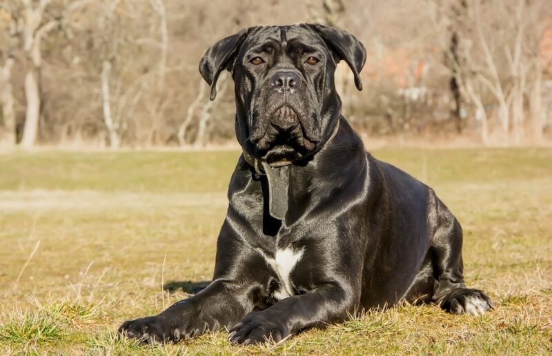 cane corso