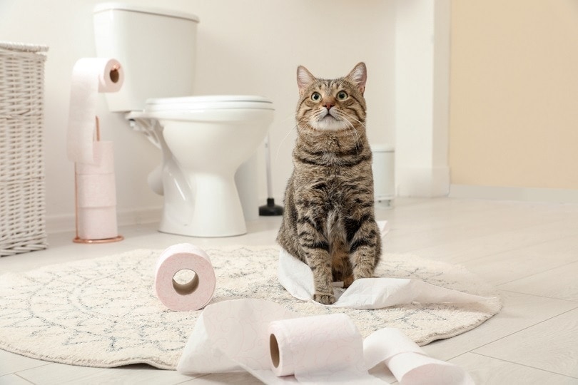 cat in front of toilet flushable litter