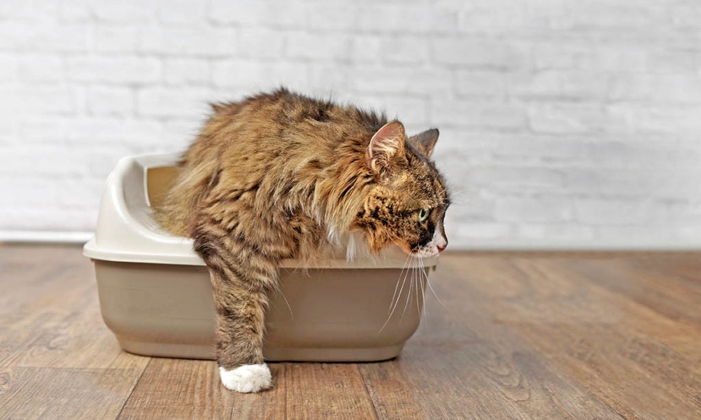 Why is My Cat Eating Litter? Reasons Why & How to Stop It Hepper