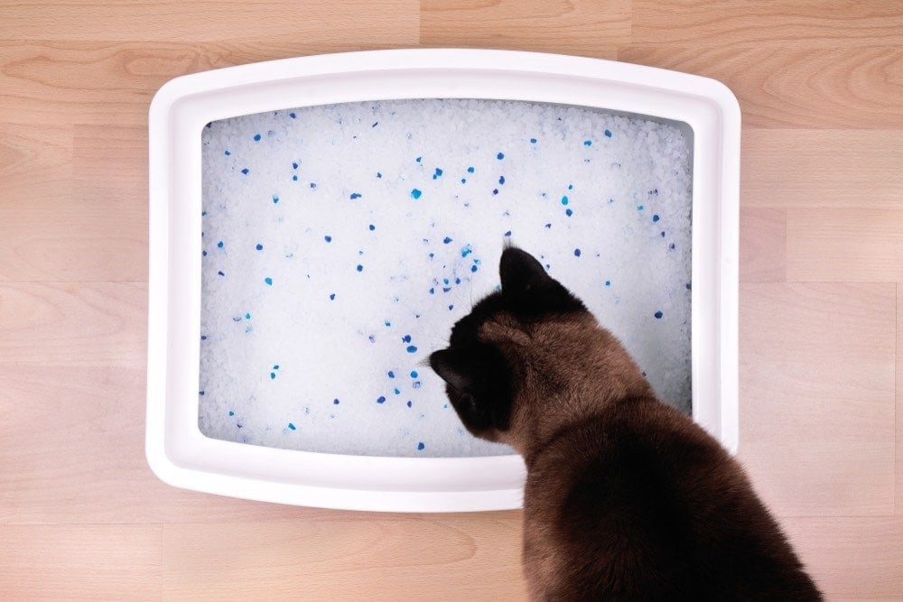 cat looking at crystal in litter box eco friendly