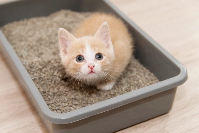 cat litter box