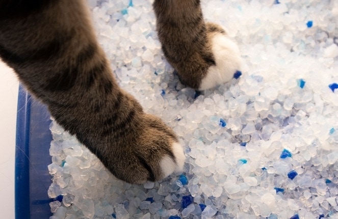 6 Best Cat Litter Crystals 2024 Reviews Top Picks Hepper