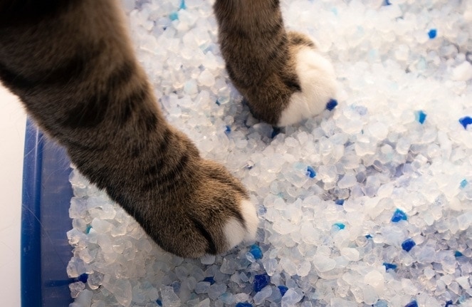 cats paws in crystal litter Natalia Hrynovets, Shutterstock