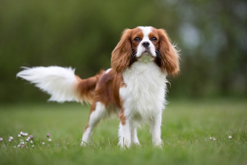 cavalier king charles spaniel dog standing on grass