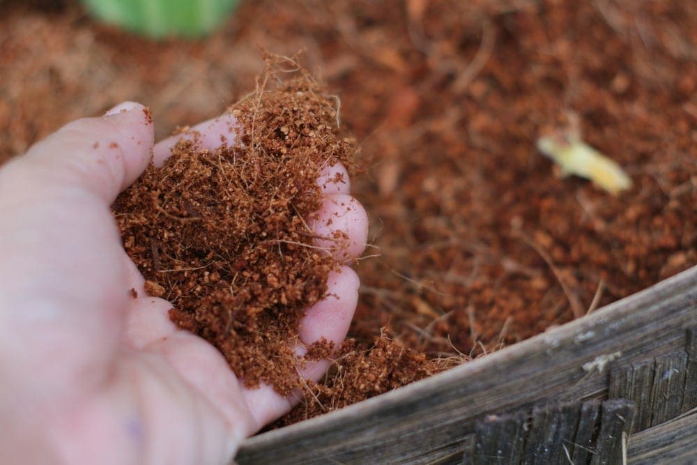coconut husk