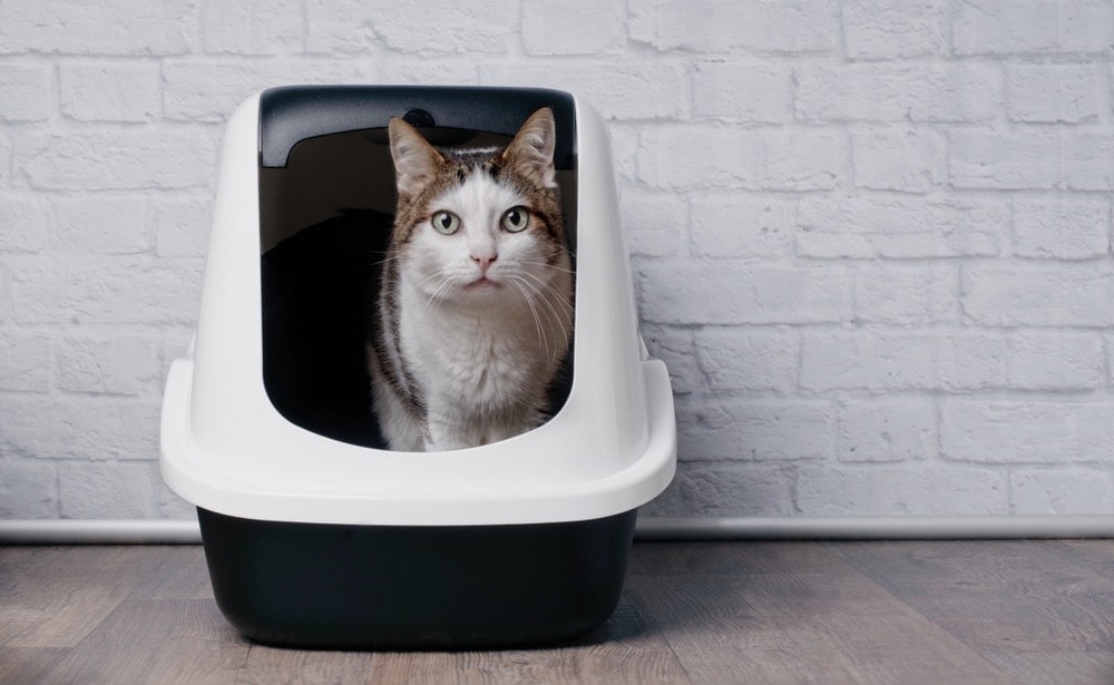 cute cat in large pod litter box