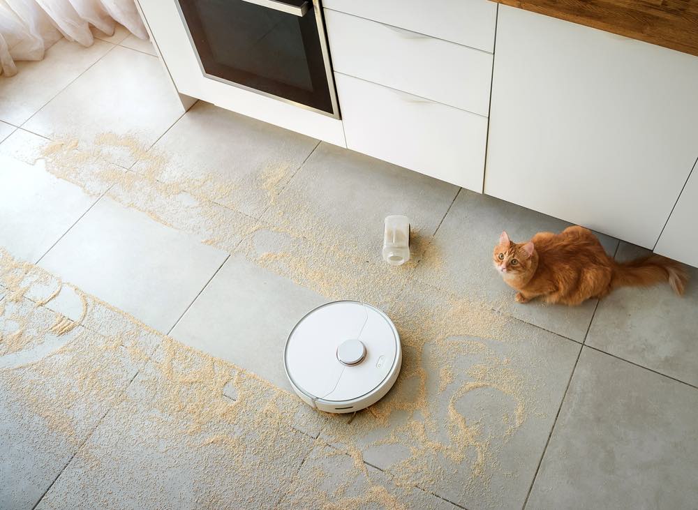 cute orange ginger cat watching vacuum roomba