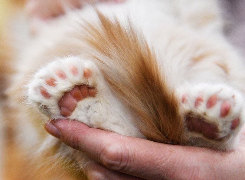 bàn chân dễ thương polydactyl