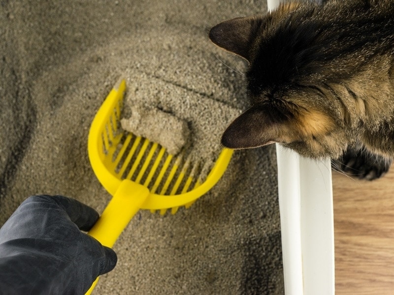 cat litter grit