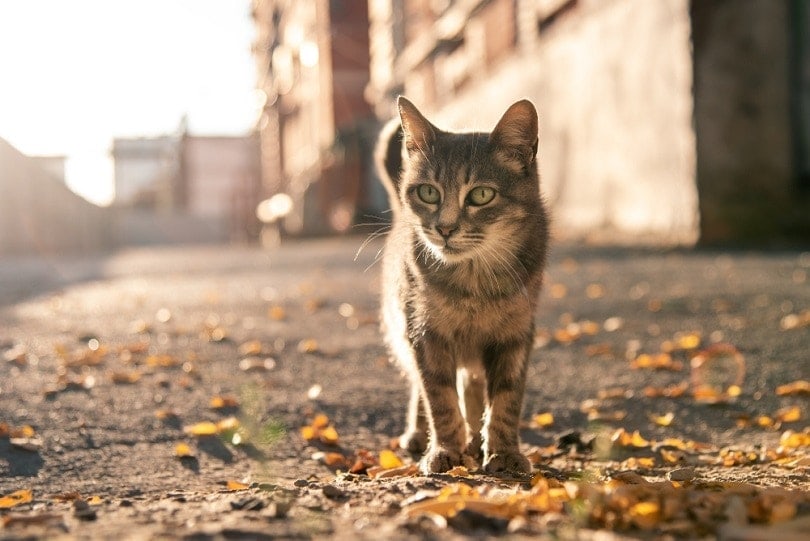 grey stray cat