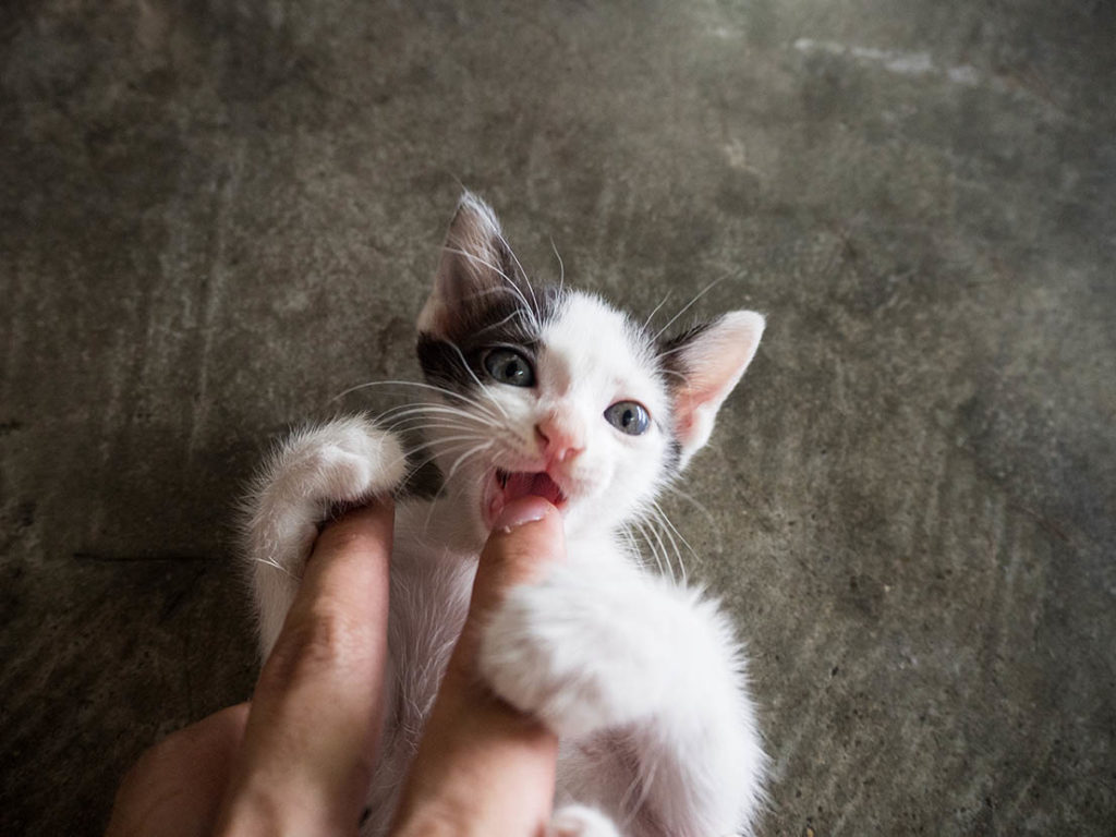 kitten chewing finger