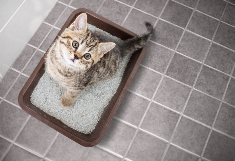 kitten in litter box looking up