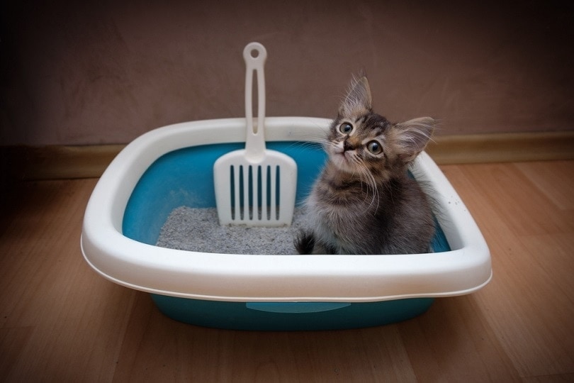 kitten in litterbox