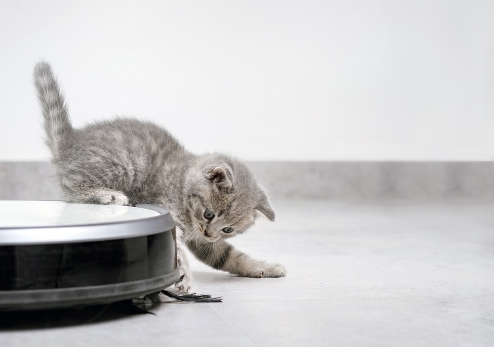 kitten playing with robotic vaccuum