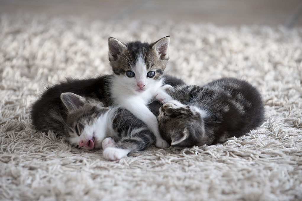 kittens in wool carpet kittens in wool carpet