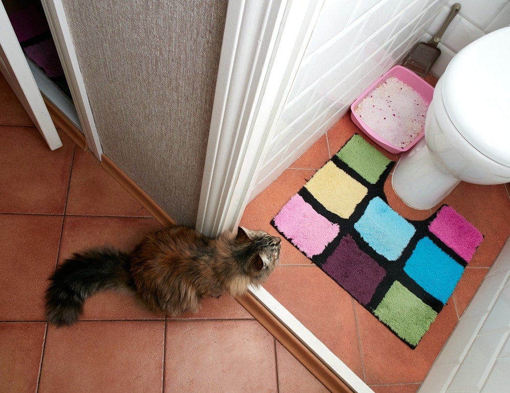 litter box in an apartment