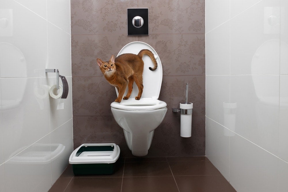 Good Place To Put A Litter Box
