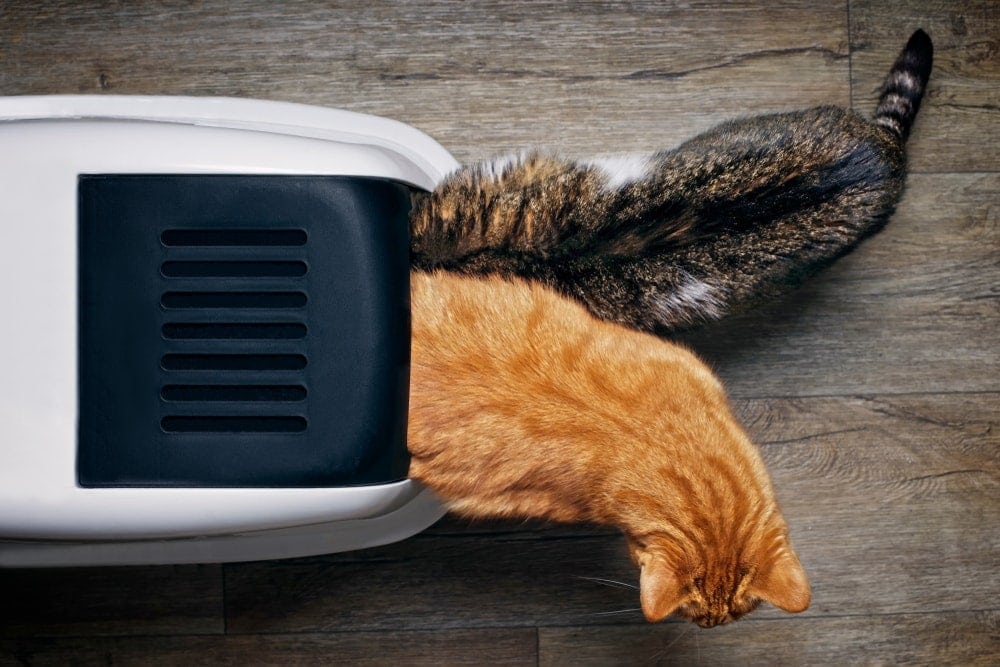 one litter box two cats