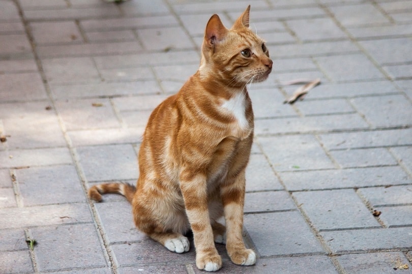 con mèo đi lạc màu cam