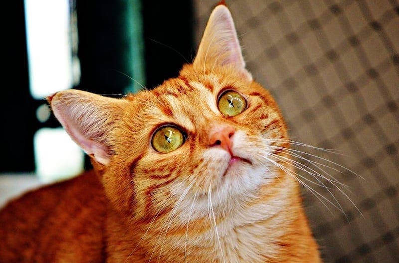ticked tabby orange