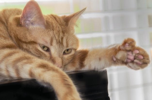 orange tabby personality orange tabby personality