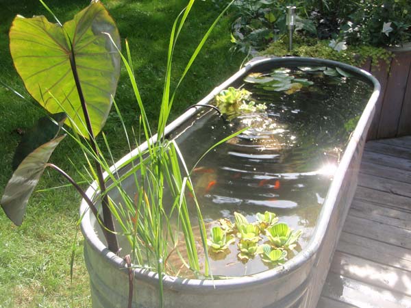 9 DIY Outdoor Fish Tank Ideas (With Pictures)
