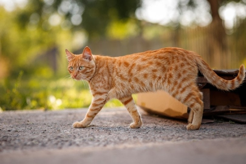 Black and Orange Cat Breeds