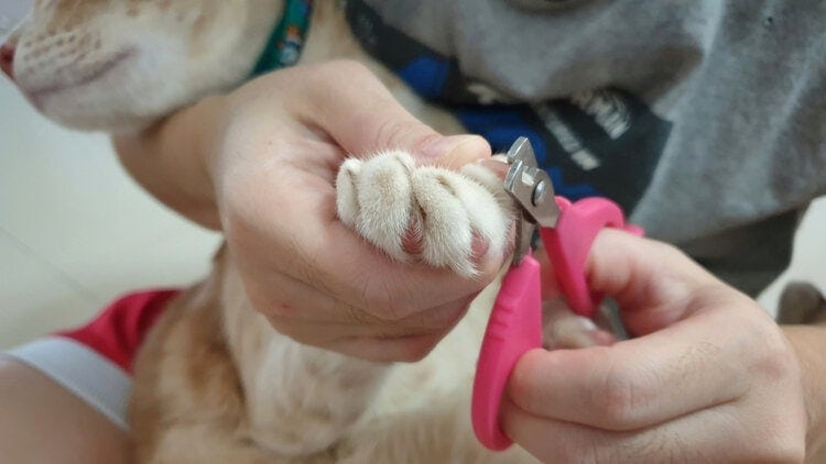 cat having nails trimmed