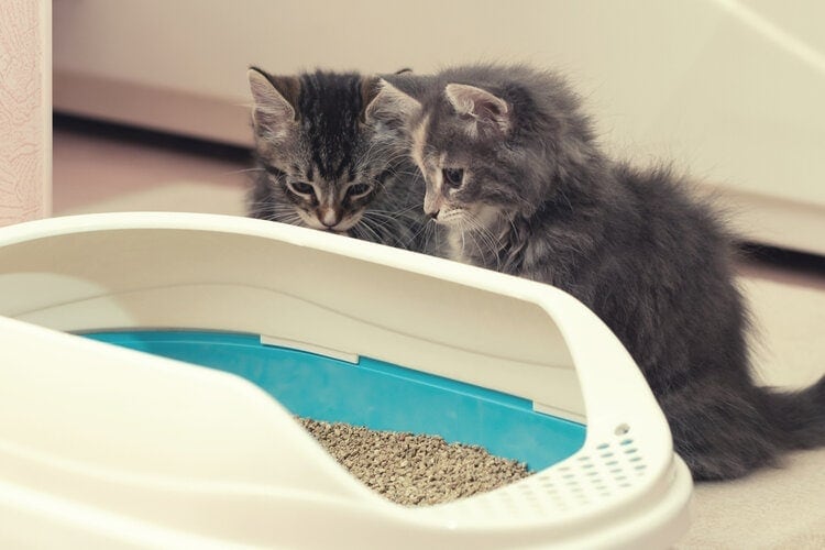 two cute kittens looking at litterbox