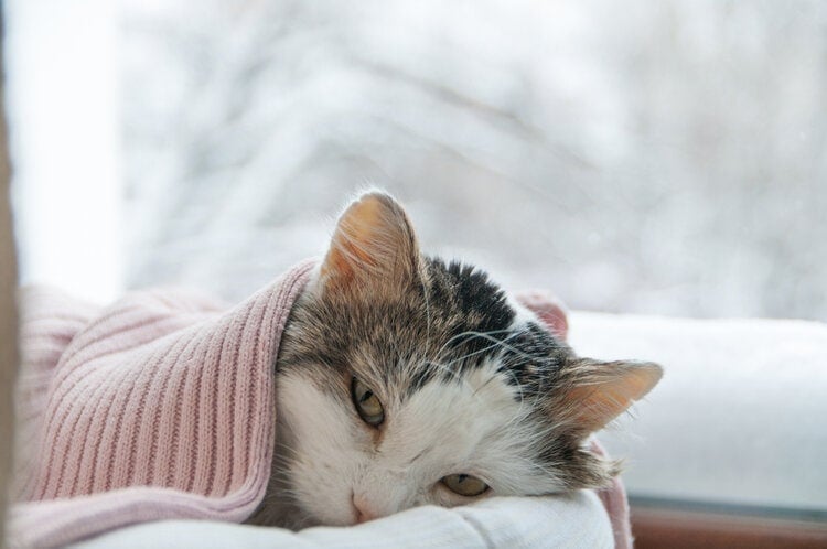 Gato enfermo cubierto con un sweater rosa.