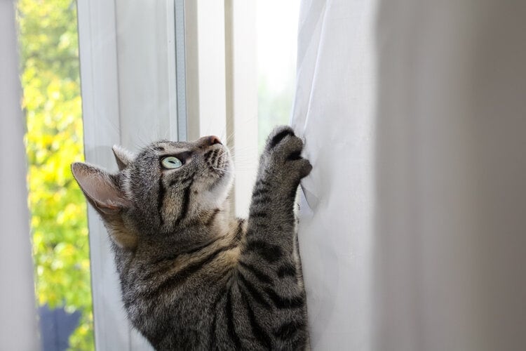 cat climbing curtain