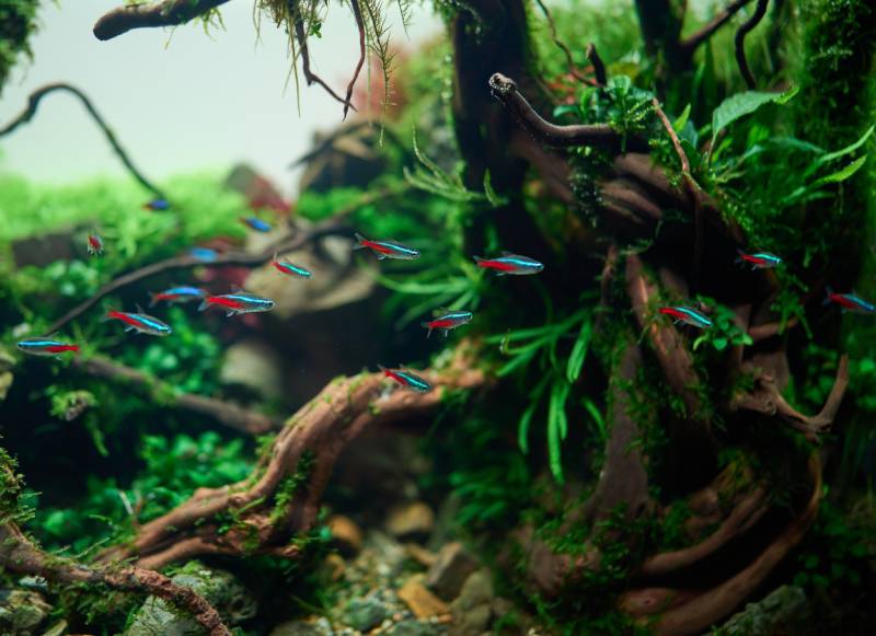 school of blue neon tetra fish inside beautiful freshwater aquascape with live aquarium plants