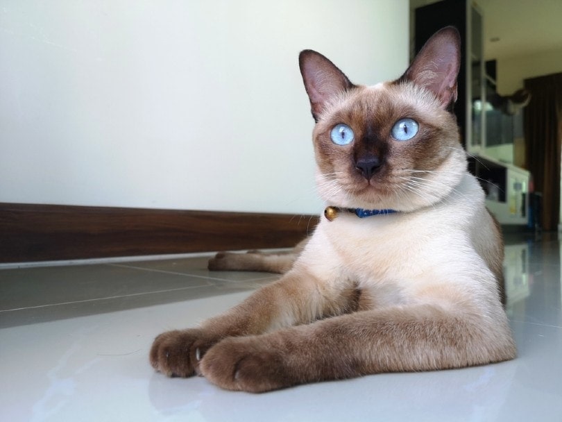 siamese cat lounging