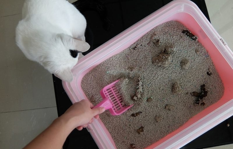 smelly dirty cat litter box
