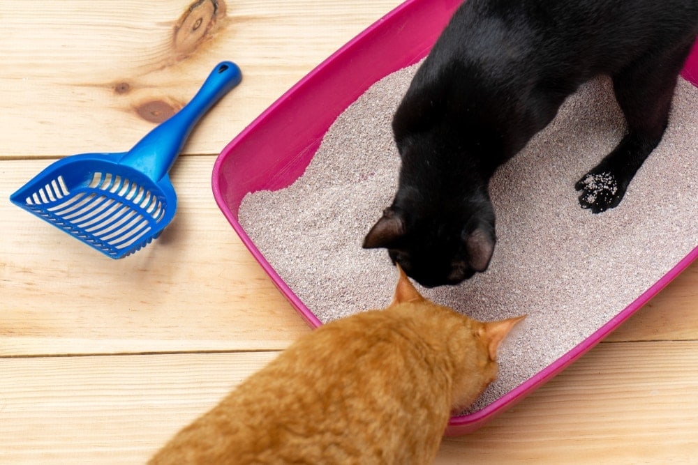 two cats attractant to litter box