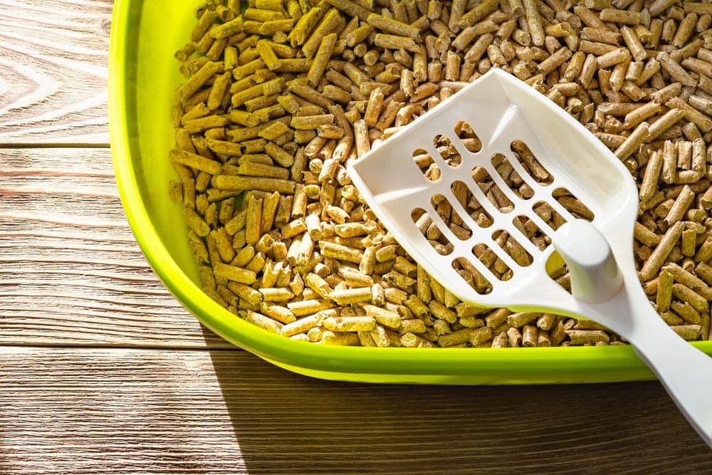 Pellet Litter vs. Clumping Litter Which Is Better for My Cat Hepper