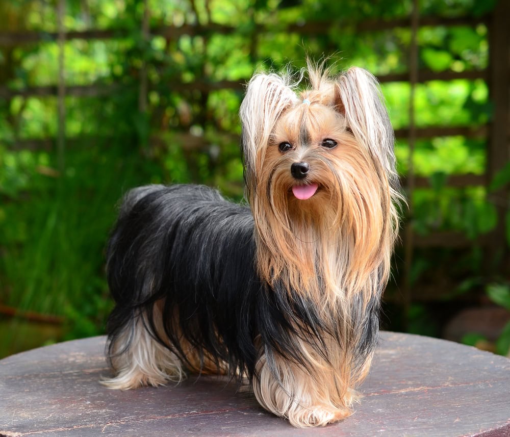 yorkshire terrier dog standing on a wooden table